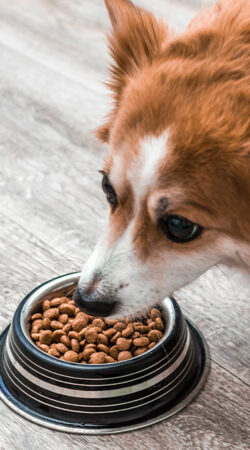 10 best dog food deals during Black Friday 2022