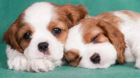 5 healthy dog foods for growing puppies